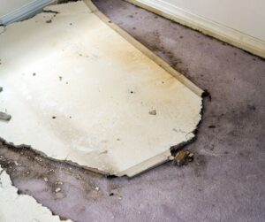 Carpet walls and ceiling affected by mold